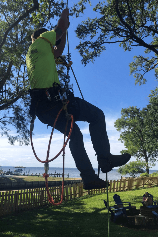 Equipped Tree Pruning Professional Services