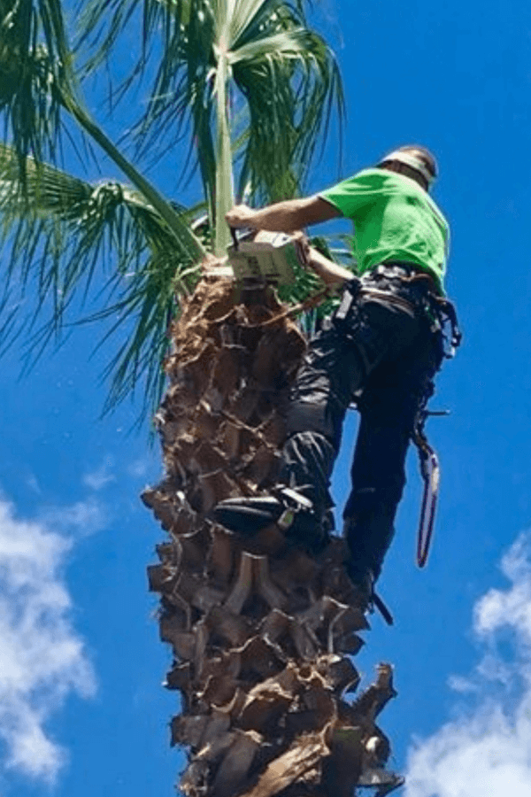Professional Tree Pruning Consultation