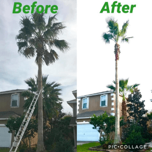 Tree Trimming Before & After