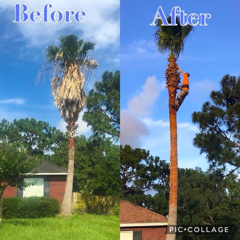 Tree Cowboys before_After